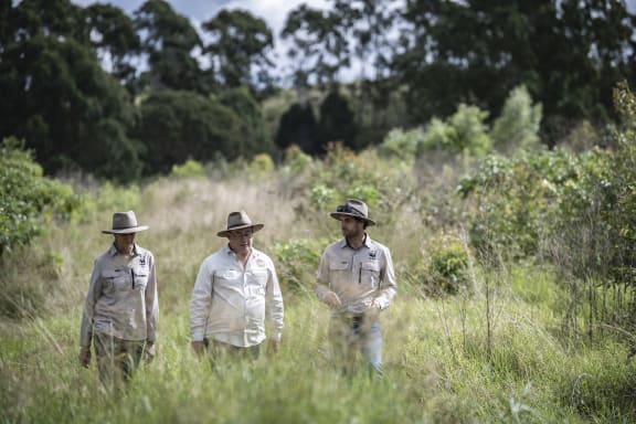 Clunes, New South Wales, Australia. WWF-Australia experts Tanya Pritchard (left) and Ben Herington (right) and are finishing a walk through the newly planted forest at the Banyula farm in Clunes together with Banyula farm manager Matt Bleakley (center) to make observations and get the pulse of the health of the trees, 3 years after the planting took place. The growth of the trees is healthy and very encouraging, with birds coming back in the area.