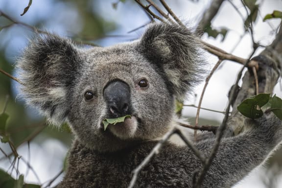 A koala looking directly at the camera while eating. Lismore, New South Wales, Australia. In the mature Eucalypt trees near Lismore, some koalas are very active at sunset, feeding on leaves. Under threat, their main challenge is to find enough suitable habitat as deforestation has led to a shrinkage of the available territory for these animals, making WWF-Australia’s initiative of creating koala friendly forests with landowners more relevant than ever.