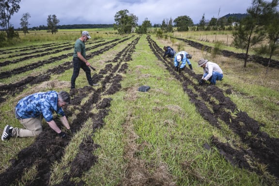 Swan Bay, New South Wales, Australia. Team effort is required to plant new trees on Lyn Thomson and Steve Posselt’s property in Swan Bay. Planting and mulching are the two main steps to complete. These young trees will eventually create a forest that will then become a viable habitat for many wildlife species, including koalas.
