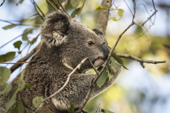 Lismore, New South Wales, Australia. In the mature Eucalypt trees near Lismore, some koalas are very active at sunset, feeding on leaves. Under threat, their main challenge is to find enough suitable habitat as deforestation has led to a shrinkage of the available territory for these animals, making WWF-Australia’s initiative of creating koala friendly forests with landowners more relevant than ever.