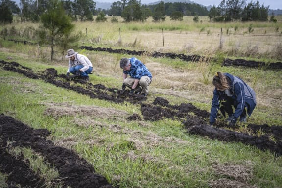 Swan Bay, New South Wales, Australia. Team effort is required to plant new trees on Lyn Thomson and Steve Posselt’s property in Swan Bay. Planting and mulching are the two main steps to complete. These young trees will eventually create a forest that will then become a viable habitat for many wildlife species, including koalas.