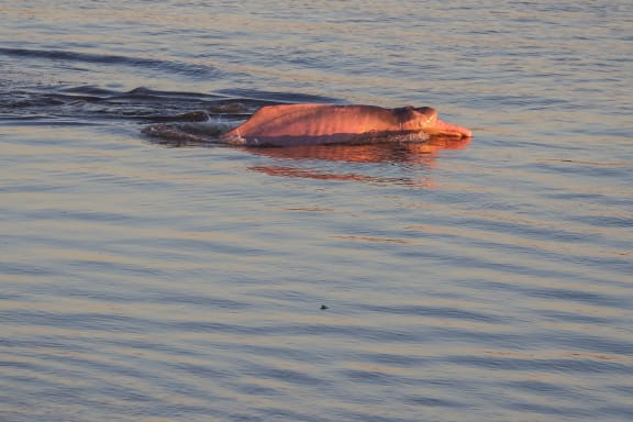 Pink dolphin, Inia geoffrensis. Marañon river. Amazonas. Peru