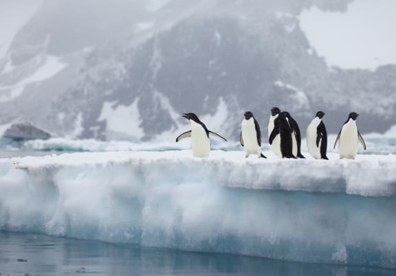 A raft of Adelie penguins (Pygoscelis adeliae) on an ice formation in Antarctic Peninsula, January 2018.