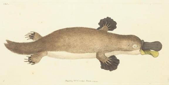 This illustration by Frederick Polydore Nodder is the first published illustration of a platypus. It accompanied George Shaw's 1799 description of the animal in the Naturalist's Miscellany, or Coloured figures of natural objects".