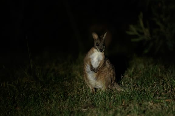 Parma wallaby