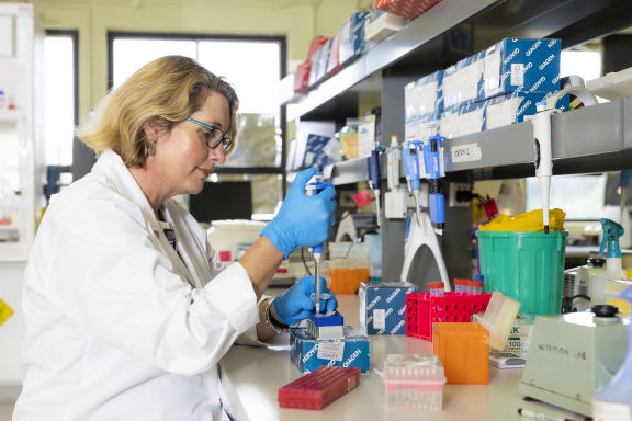 Dr Carloyn Hogg from University of Sydney tests koala DNA
