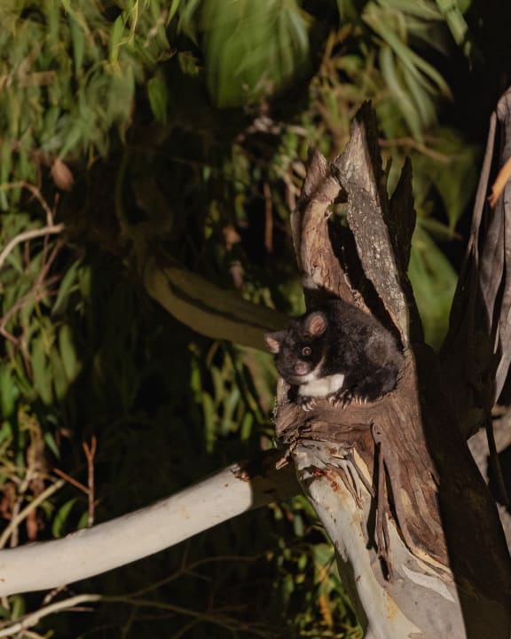 Greater glider in a tree hollow, Tallaganda National Park, NSW.
WWF-Australia, Greening Australia and ANU are developing the next generation nest boxes for post-fire recovery of greater gliders. Thermally appropriate and long-lasting nest boxes to assist the recovery of threatened hollow dependent greater gliders.