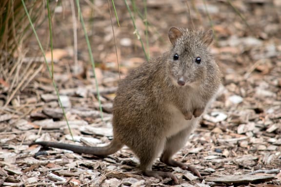 The long-nosed potoroo is a small Australian marsupial.