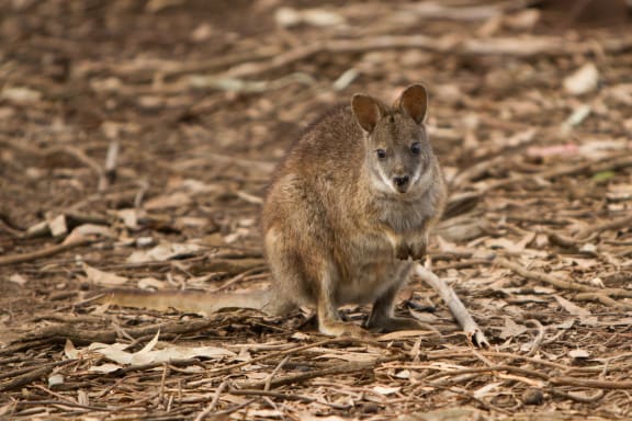 Close-up of a parma wallaby