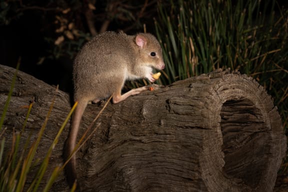 Close-up of an eastern bettong sitting and eating on a log.