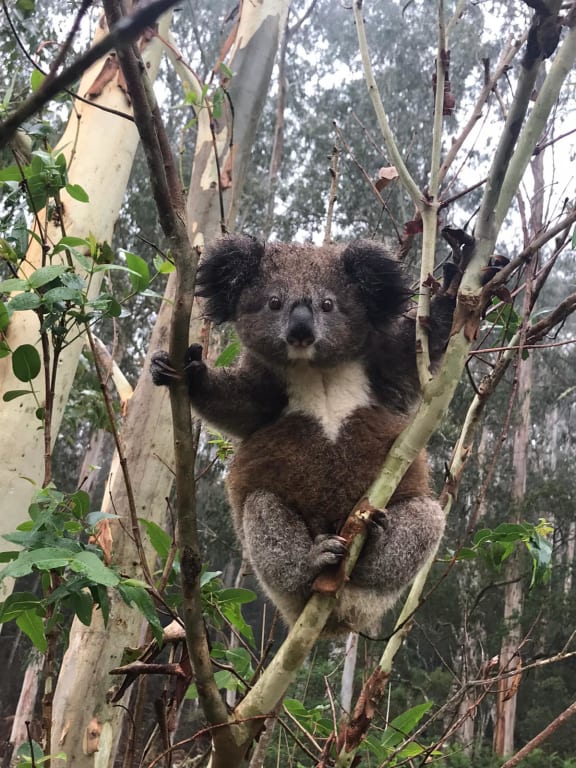 A young koala on Dorrigo Plateau where a group of chlamydia-free koalas were discovered. These koalas look different to other koalas in the with thicker, darker fur.