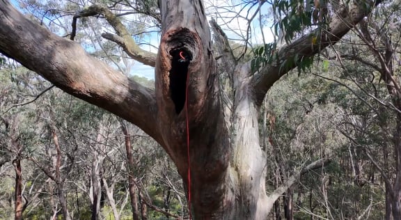 Exterior shot of a tree hollow containing a greater glider livestream.

A world-first livestream from inside the hollow of a greater glider family has filmed stunning parental behaviour never before witnessed.