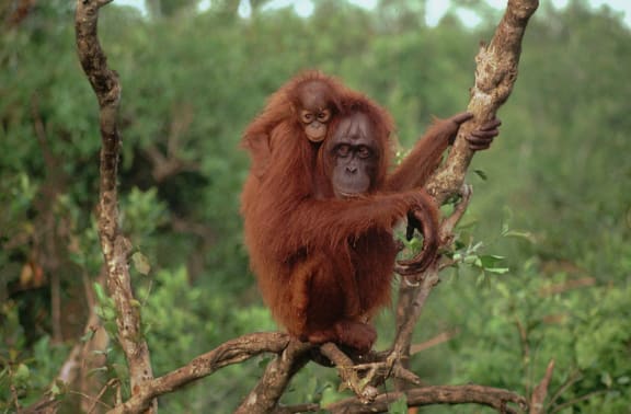 Bornean orangutan mum with baby on shoulders in tree canopy