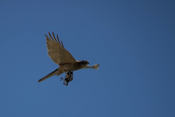 Stock image of Australian Brown Goshawk Bird