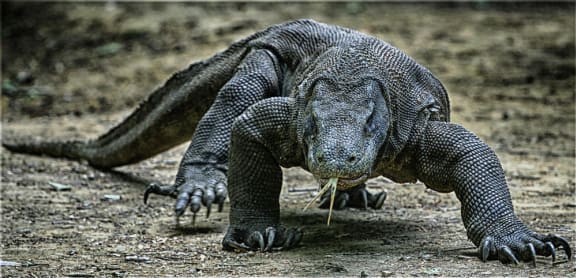 Komodo Dragon (Varanus komodoensis) in the Komodo National Park, Indonesia