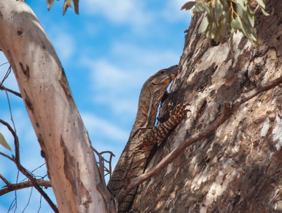Goanna climbing a eucalyptus tree