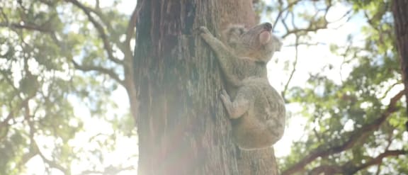 Koala in a tree