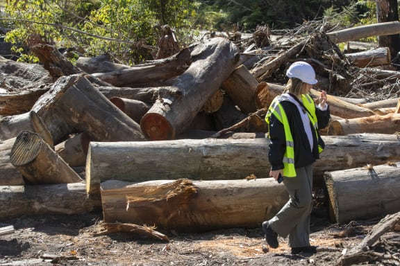 A woman wearing a hard hast and yellow hi vis vest walks in a forest in front of an enormous pile of logged trees.