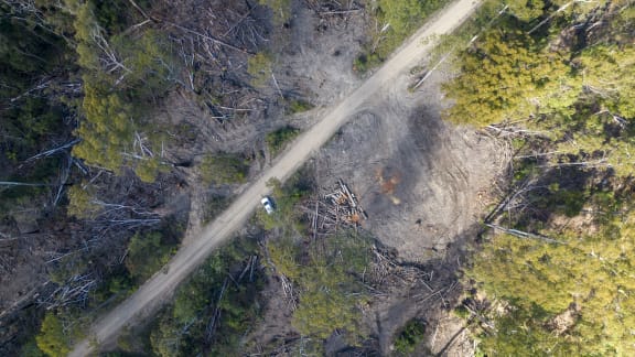 Seen from above, logging operations have cleared sections of a once-green forest. Between the remaining trees, large areas of land have been cleared leaving nothing but grey dirt, piles of logs and scattered felled trees. A road runs diagonally across the shot.