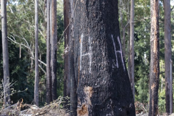 A charred tree trunk is marked in pink spray paint with the letter H. It stands in a forest amongst both standing and logged trees.