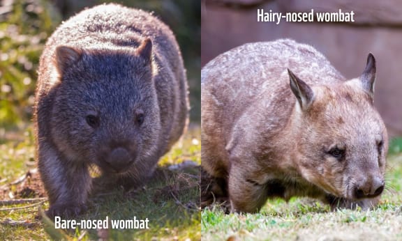 The three species of wombat fall into two categories: bare-nosed (left) and hairy-nosed (right).