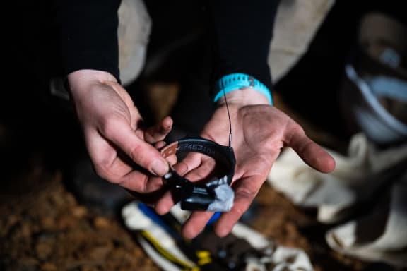 Close up of the collars being used to track greater gliders