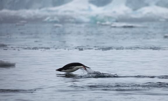 Adelie penguin (Pygoscelis adeliae) taking a dive, Antarctic Peninsula, January 2018
