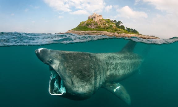 A split level digital composite showing a Basking shark (Ceterhinus maximus) feeding on plankton around Cornwall, United Kingdom