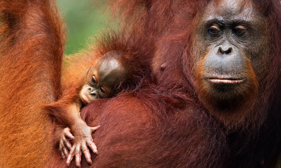 Bornean orangutan female 'Tata' and her unnamed baby aged 2-3 months portrait (Pongo pygmaeus wurmbii). Central Kalimantan, Borneo, Indonesia