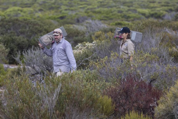 Carrying traps to monitor brush-tailed bettongs in Dhilba Guuranda-Innes National Park