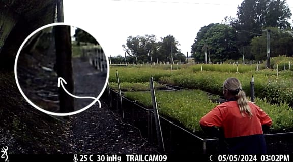 Astonished Eastern Forest Nursery workers watch Claude. He climbed up shade cloth to the left and then down a pole into the nursery.