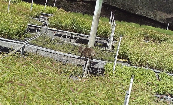 A sensor camera image of a weekday raid by Claude, the increasingly brazen “leaf thief”.