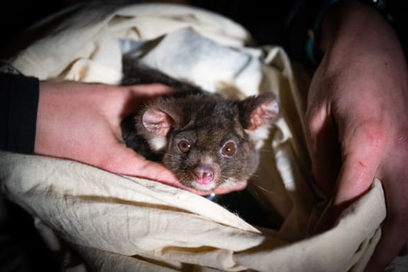 A greater glider getting a GPS collar