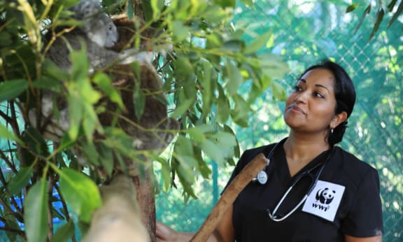 Dr Prishani Vengetas looks at a mum and joey koala at Friends of the Koala
