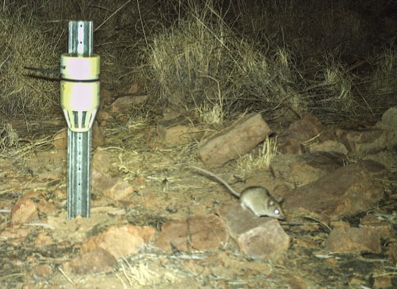 Dunnart species.
Wilinggin IPA (Karunjie/Durack)