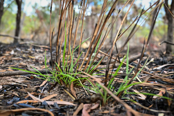 Fresh grass after a cultural burn on Jervoise Station