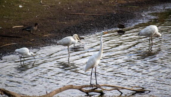 Great egret (Ardea alba modesta) at Lake Gwelup Nature Reserve