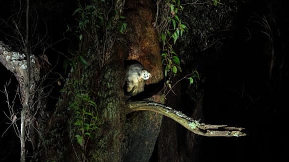 Greater glider in Tallaganda, May 2024.