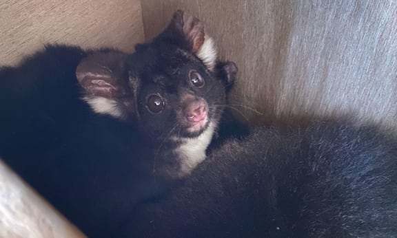 Greater glider inside nest box