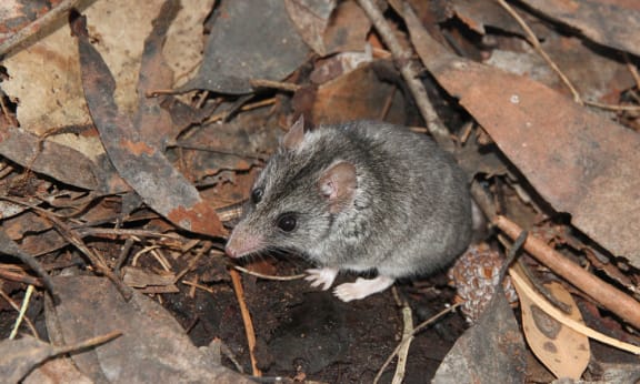 The endangered Kangaroo Island dunnart has had fires burn through its known habitat on Kangaroo Island. The species may now be on the very brink of extinction. WWF's support will be used to prevent the threatened Kangaroo Island dunnart, and other species, from extinction