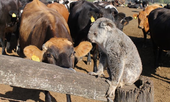 Koala injured by cattle, southeast Queensland