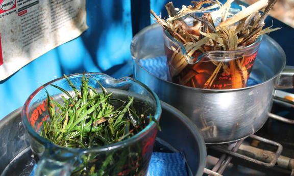Native plants being transformed into bush products