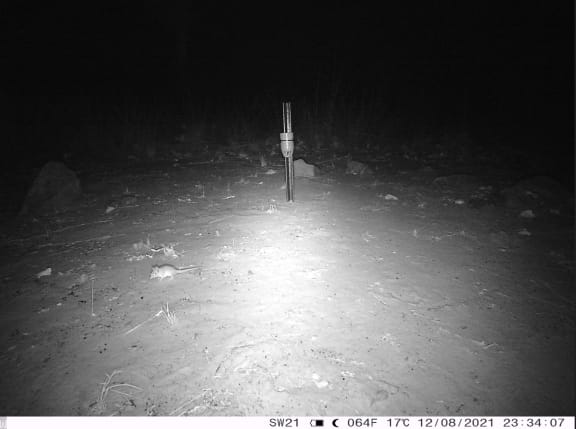 Sensor camera image of a Ningbing false antechinus on Nyaliga Country.