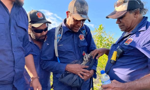 A wiliji cradled in a capture bag by Nyikina Mangala Rangers before release