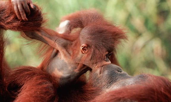 Orangutan (Pongo pygmaeus) baby 'kissing' mother, Borneo