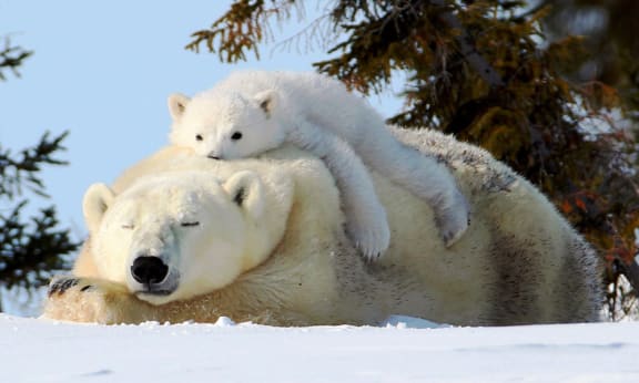 Polar bear (Ursus maritimus) and cub sleeping near Wapusk National Park, Manitoba, Canada