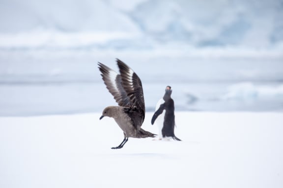 A skua (Stercorarius) surprises a Gentoo penguin (Pygoscelis papua), Antarctic Peninsula
