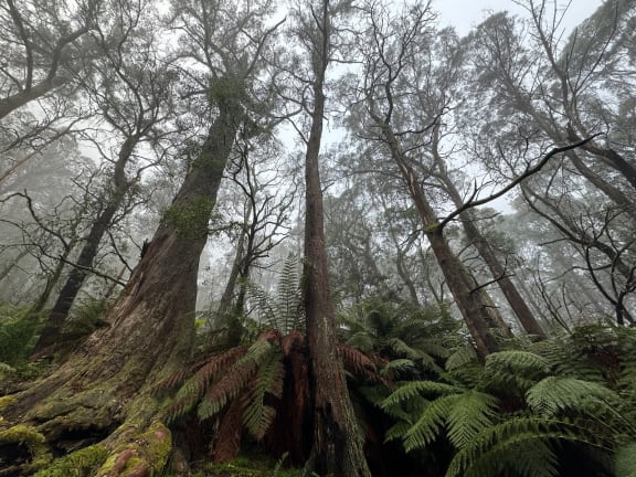 Tree canopy, Tallaganda State Forest.