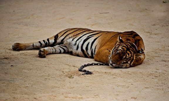 A semi-tamed tiger at Kanchanaburi tiger temple, Thailand