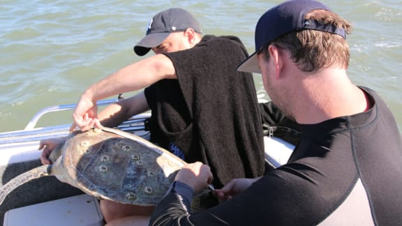 Measuring barnacles on a turtle